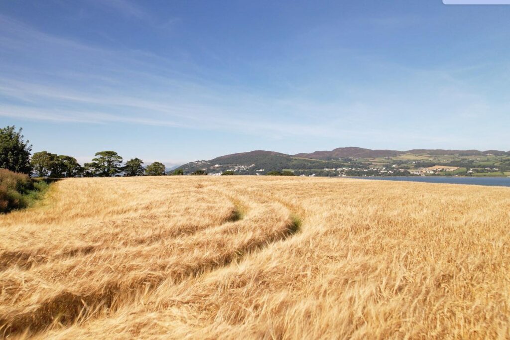 Barley field on a sunny day